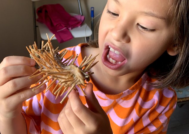 1st grade student Estella looks at her homemade school project - a porcupine made of toothpicks and a piece of steak
