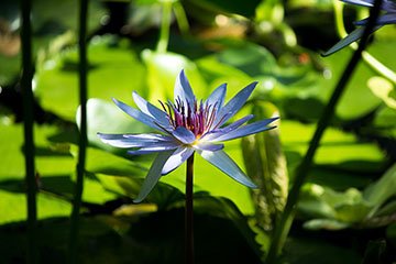 image of a blue flower