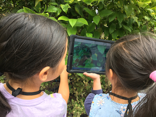 Two students look into an iPad and take a picture of a plant. They are using the program Seesaw in the school learning garden.