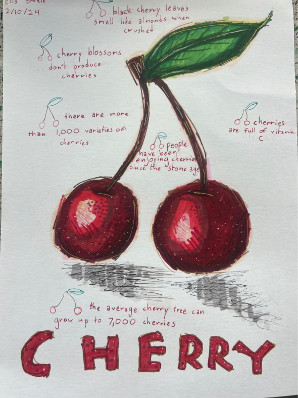 Student Art: Cherries and fun facts