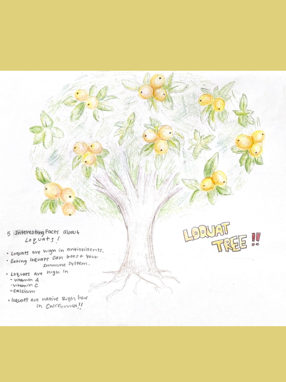 Student Art: Loquat Tree pencil art