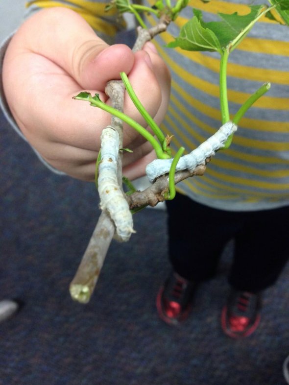 Student holding a tree branch containing two silkworms