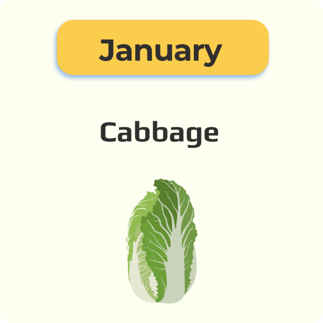 Harvest of the Month Cabbage